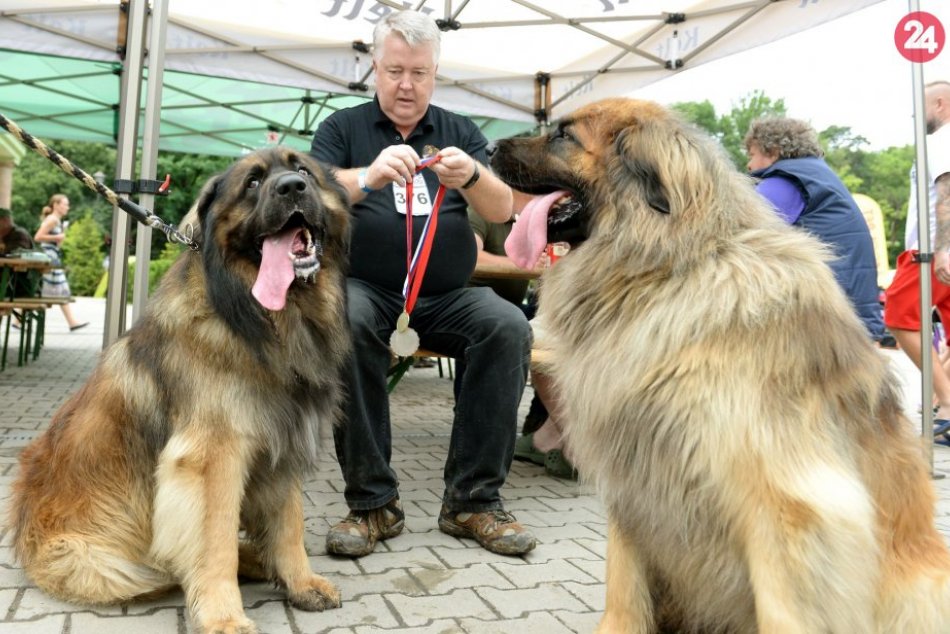 V OBRAZOCH: Nevšedné plemená psov v Banskej Bystrici