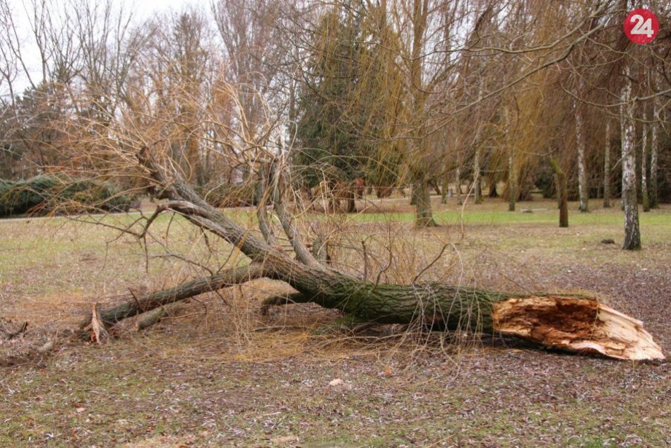 Spadnuté stromy v nitrianskom parku