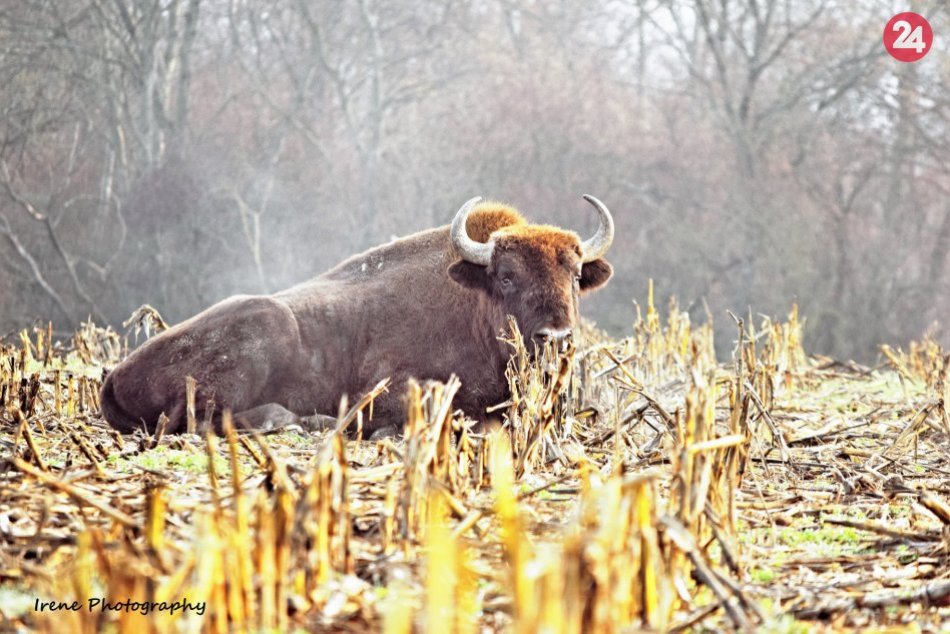 Zubry v Poloninách v celej svojej kráse: Fotografke Irene ochotne zapózovali