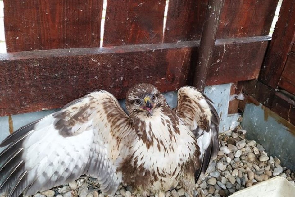 Myšiak uviazol v korune stromu: Na pomoc mu prišli ochranári aj hasiči, FOTO