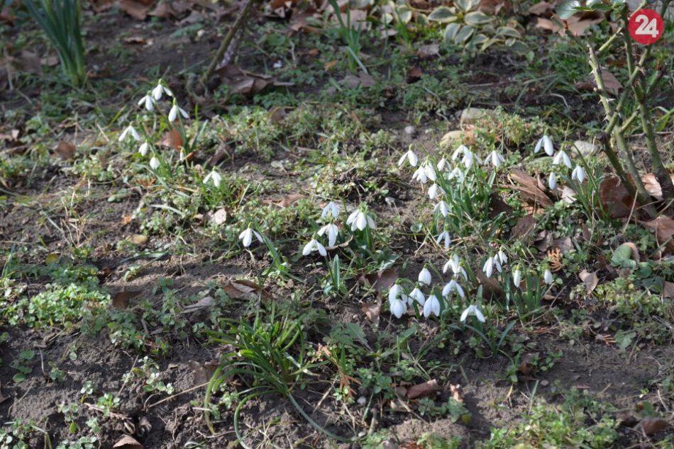 Jar sa hlási o slovo: Pod Zoborom zakvitli snežienky, FOTO