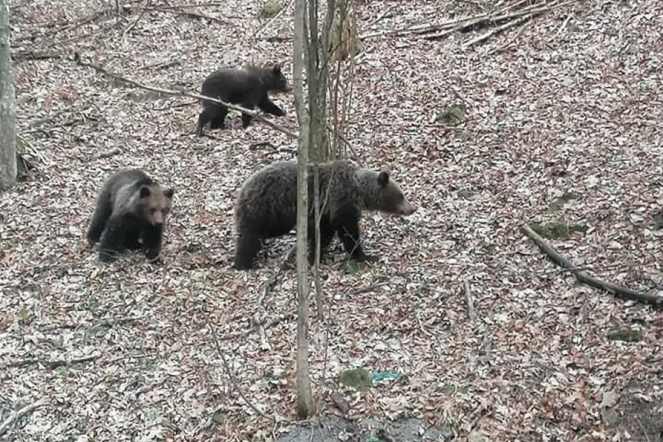 FOTO: Medvedia rodinka na prechádzke pri Kremnici