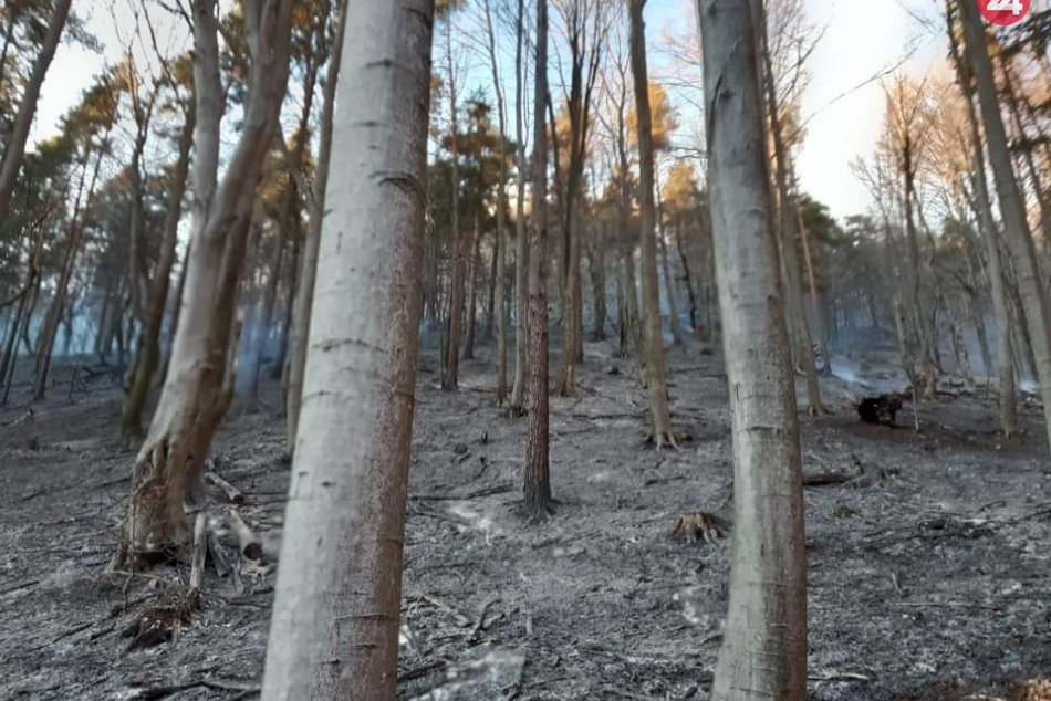 FOTO z lesného požiaru v Šibeničnej doline v katastri Domaniže