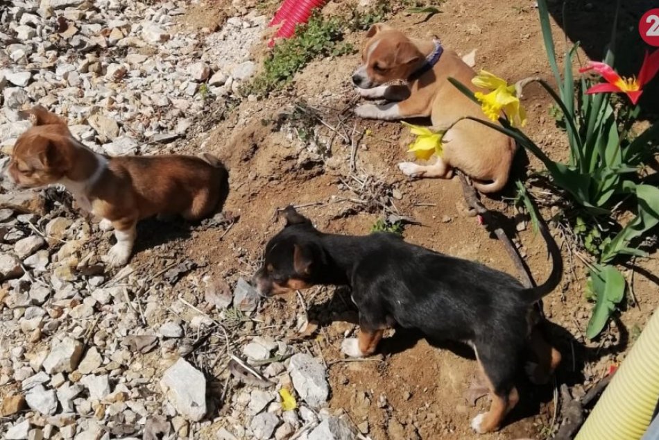 Roztomilé šteniatka skončili na ulici: Neznáma žena ich mala vyhodiť z domu