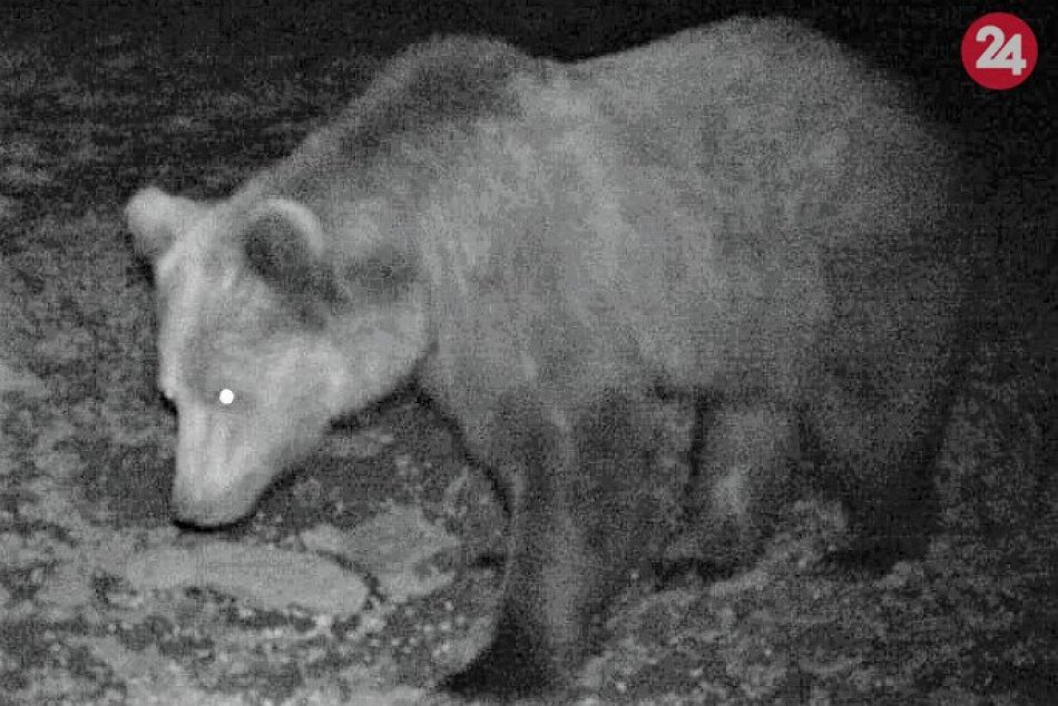FOTO medveďa z Považskej Teplej: Lokalita Teplanské prevraty