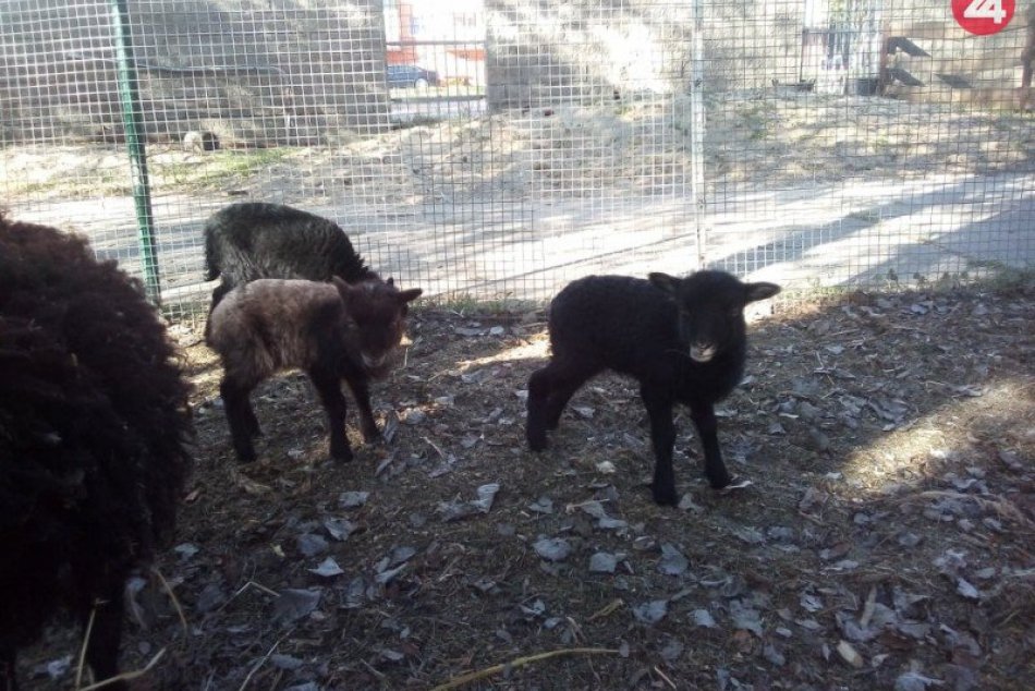 Babičkin dvor privítal nových obyvateľov