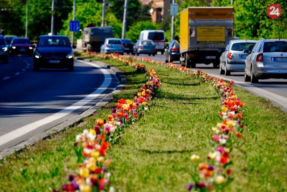 Tulipány na Pražskej ulici v Bratislave