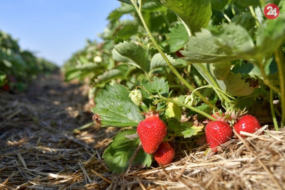 Self-harvesting of strawberries