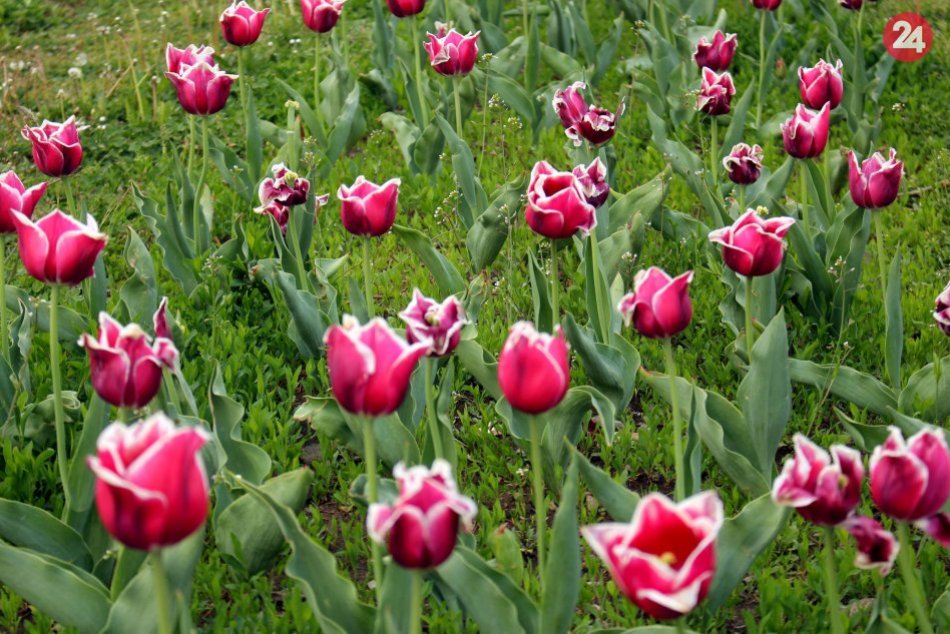 V OBRAZOCH: V bystrickom parku púta pohľady ľudí 1000 kvitnúcich tulipánov