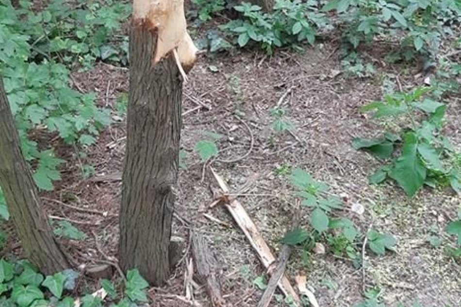 Neznámy vandal v Nitre ničí stromy: Polícia žiada ľudí o pomoc