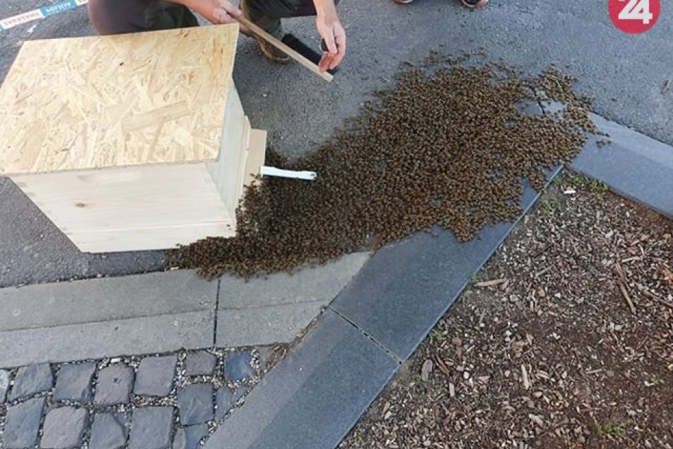 V OBRAZOCH: Roj včiel na zvolenskom námestí