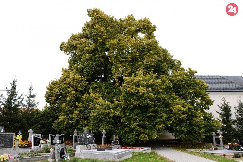 Pamätá aj Mateja Korvína: Obrovská lipa z neďalekej obce bojuje o titul strom ro