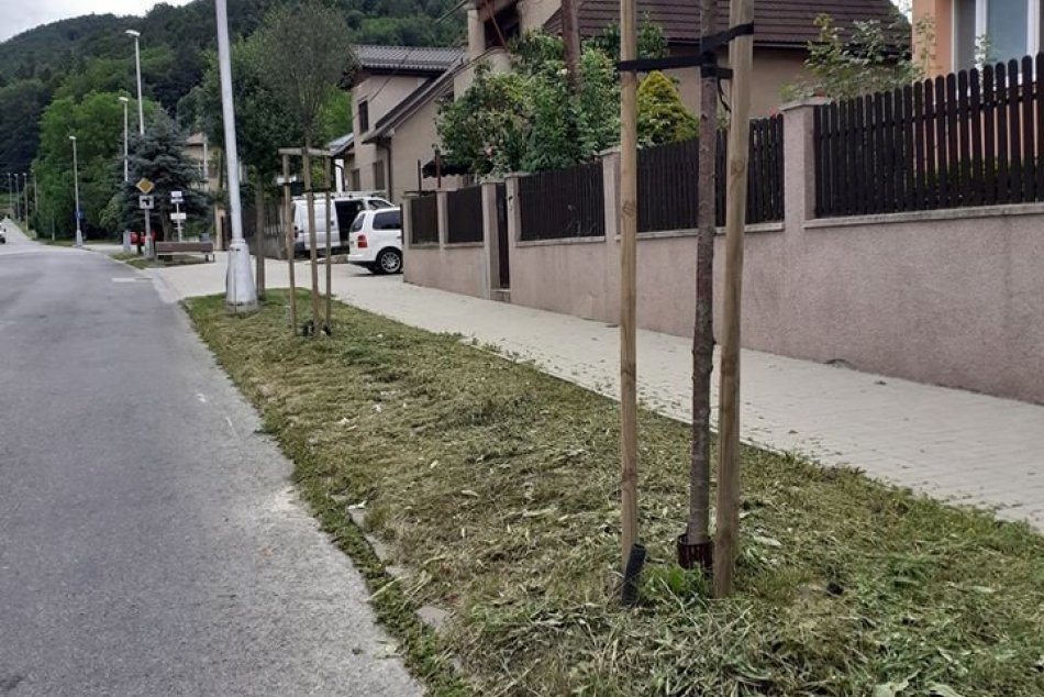 V OBRAZOCH: Mladé stromy poškodené po kosbách v Bystrici ošetrili