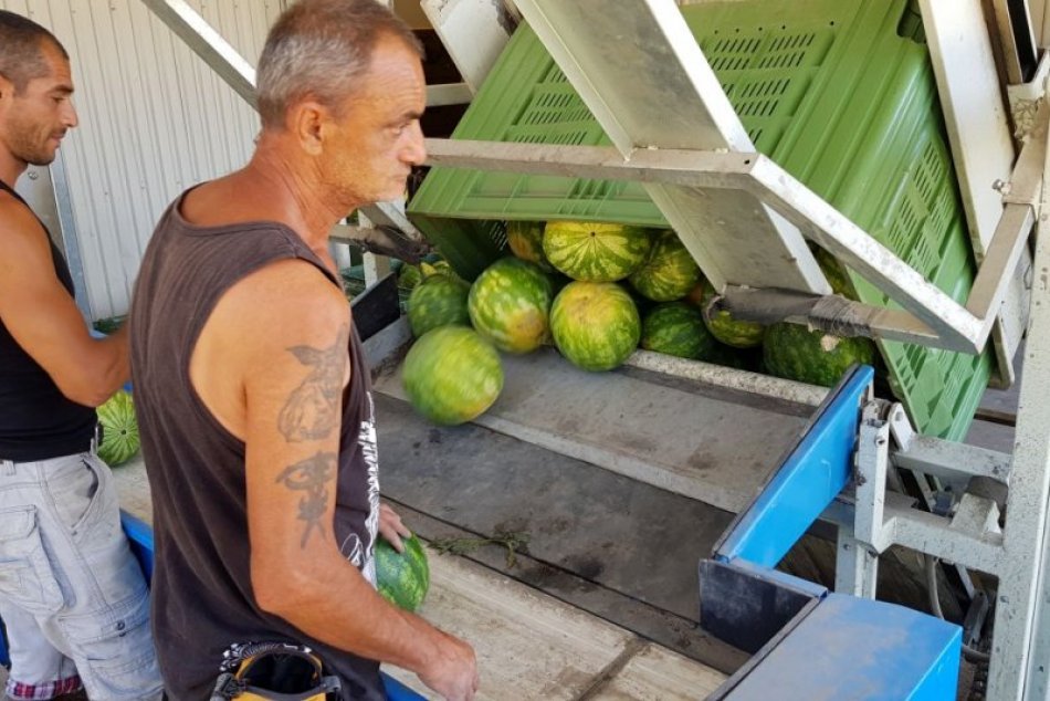 Zber melónov v obci Marcelová