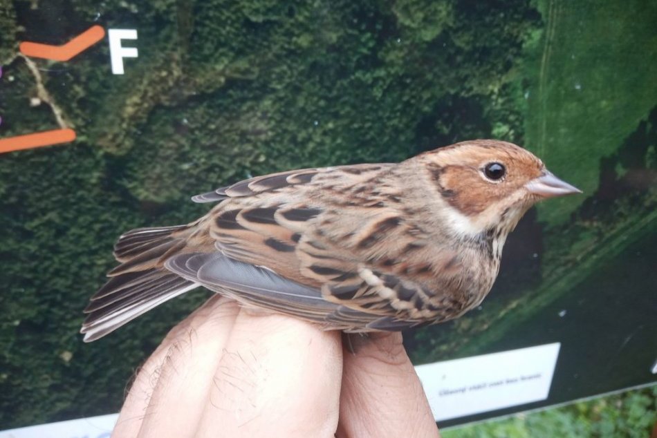 Obrazom: Raritný vtáčí druh na ornitologickom stacionári v Slovenskom krase