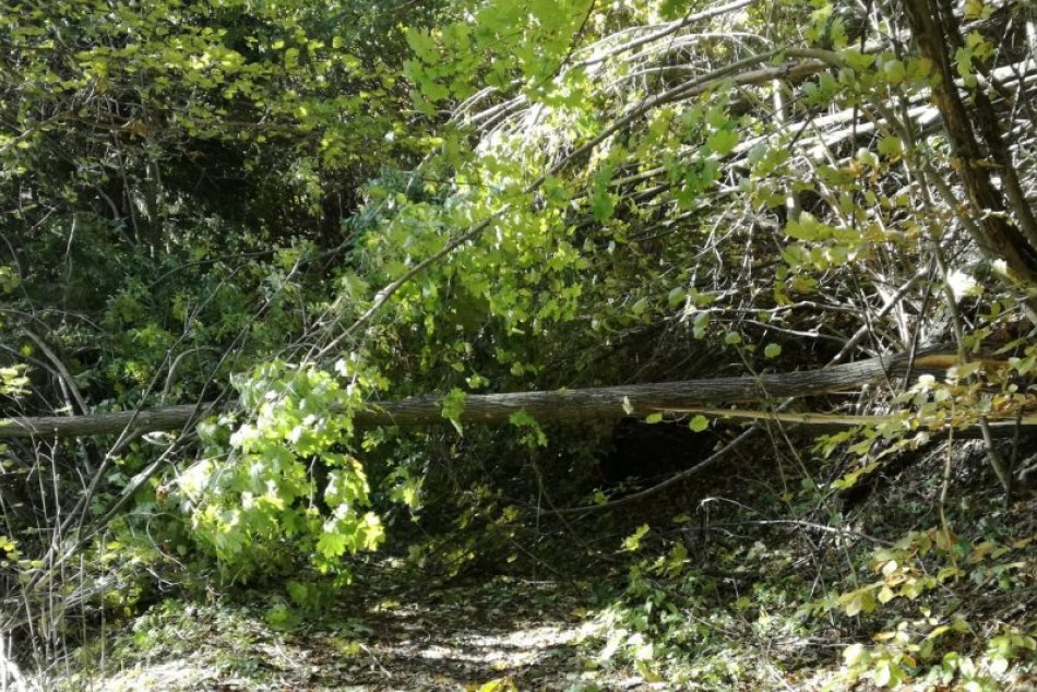 V OBRAZOCH: Odstraňovania kalamity na bežkárskych tratiach pri Bystrici