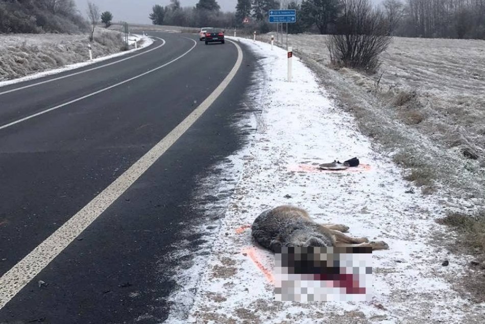 FOTO: Polícia hľadá svedkov nehody, pri ktorej zahynul vlk