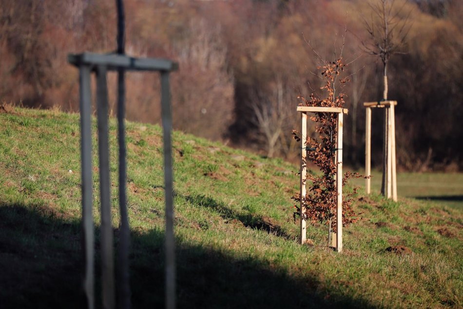 Obrazom: V Prešove prebieha výsadba nových stromov