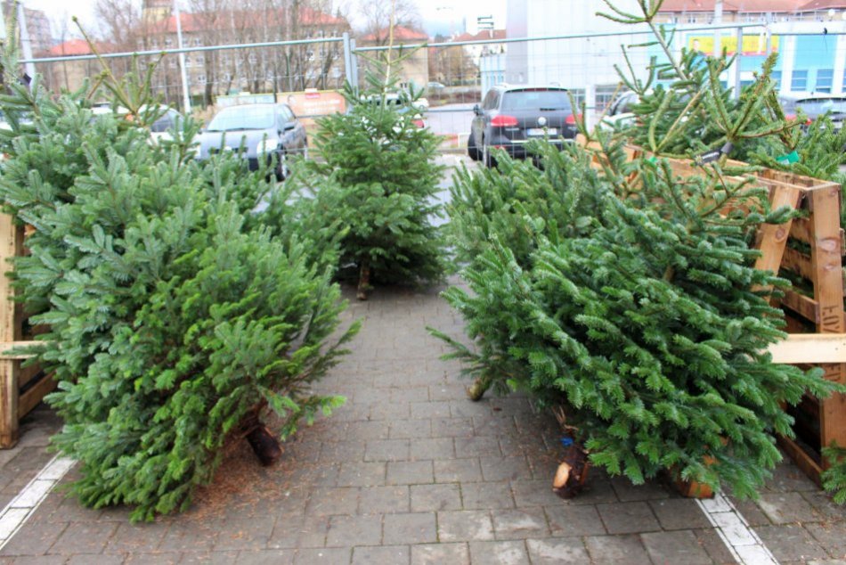 V OBRAZOCH: Vianočné stromčeky v Bystrici nakúpite na viacerých miestach