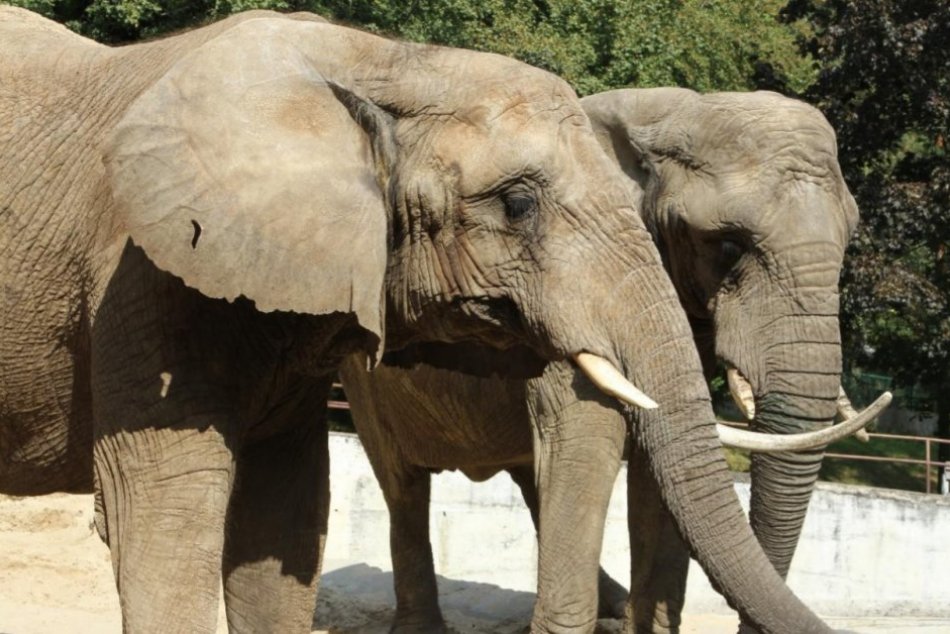 FOTO: Slonice Maju a Gulu z bojnickej zoo premiestnili do nového pavilónu