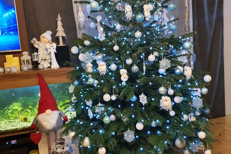 OBRAZOM: Vianočné stromčeky z Trenčína a okolia