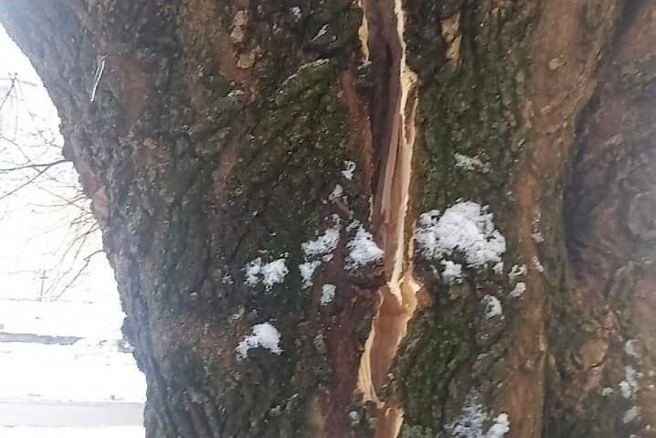 Obrazom: Nalomený strom v Prešove onedlho budú musieť odstrániť
