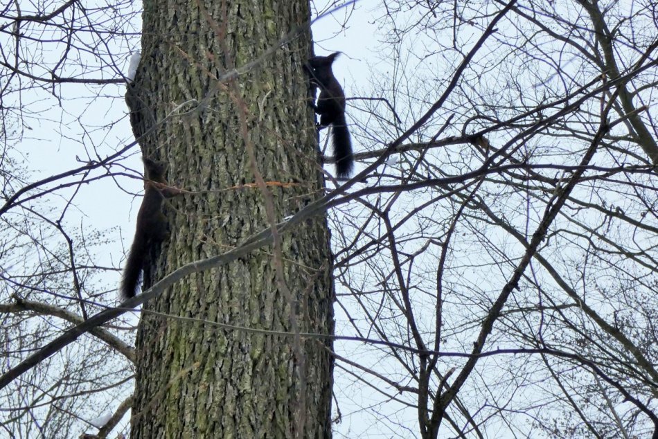 Obrazom: Šantenie veveričiek v lese neďaleko Prešova