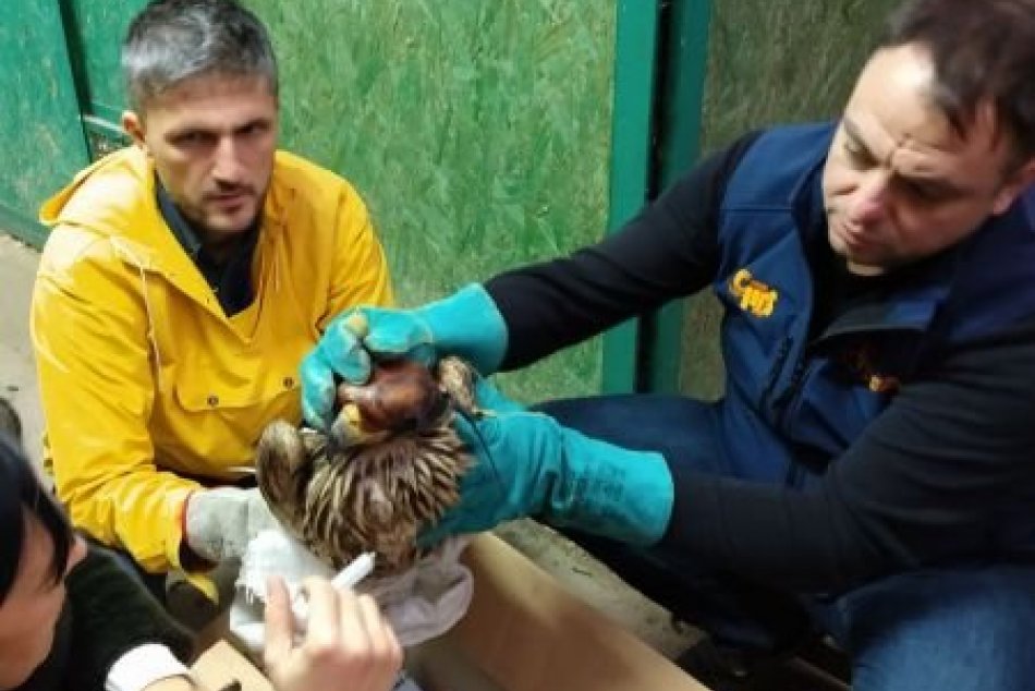 Záchrana orla kráľovského z Tribeča v Srbsku