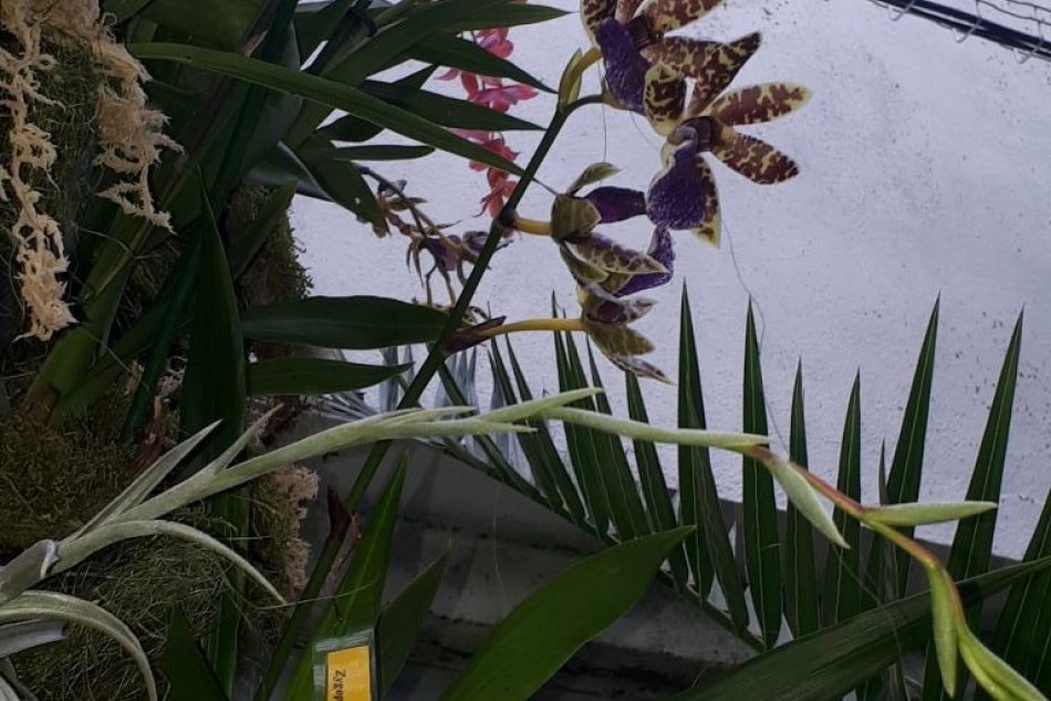 Výstava orchideí v botanickej záhrade