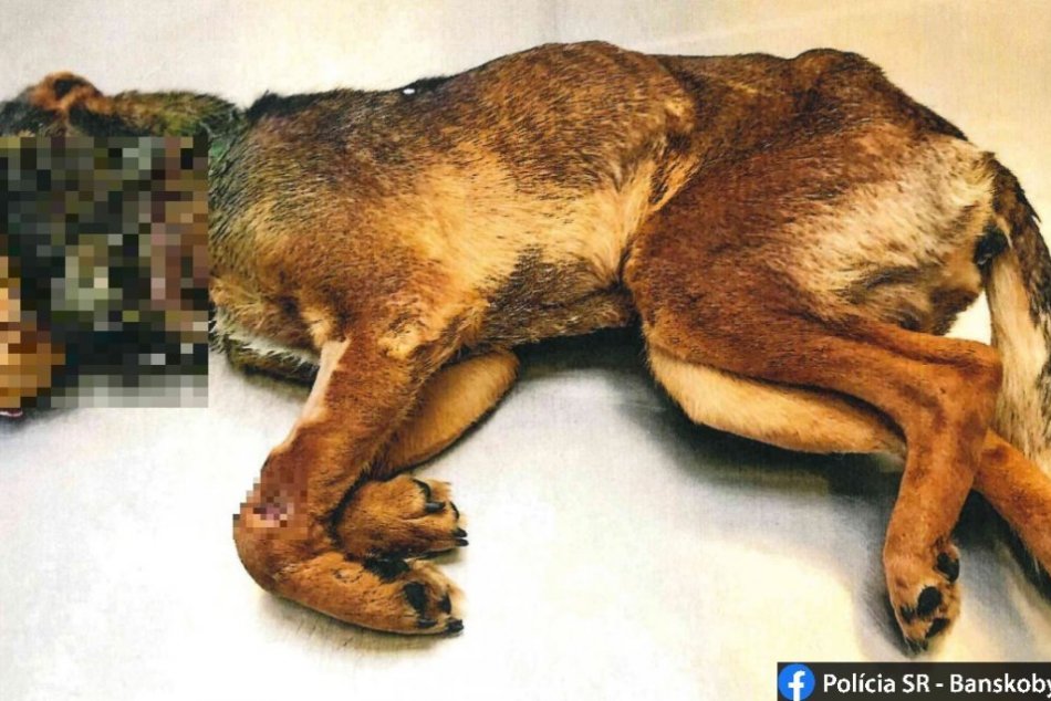 Neďaleko Lučenca bol psík utýraný k smrti