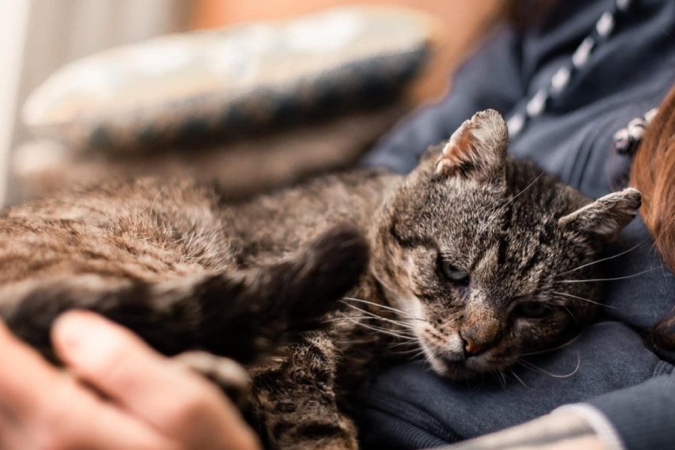 V OBRAZOCH: Martina s dobrovoľníkmi z Vysnené mačky pomáha nemým tváram