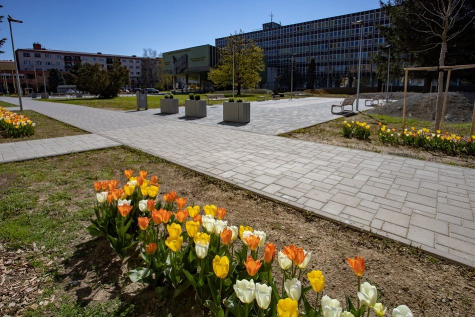 Objektívom: Pri Prešovskej univerzite žiari aleja tulipánov