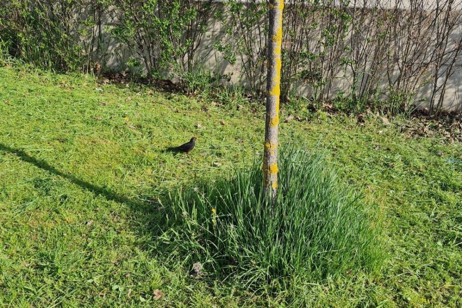 Kosenie okolo stromov