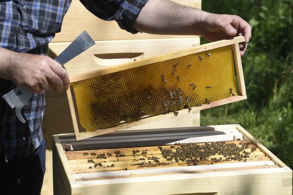 Objektívom: Praktická výučba včelárstva na Prešovskej univerzite