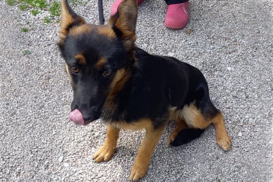 Žena sa chcela zbaviť 9-mesačného nemeckého ovčiaka