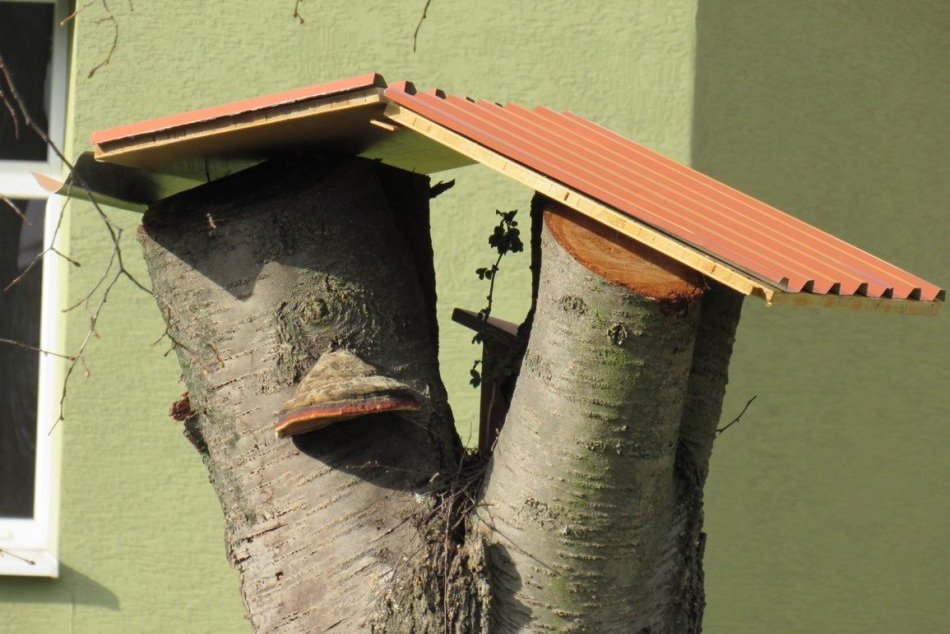 Objektívom: Pri základnej škole v Prešove nájdete netradičný strom