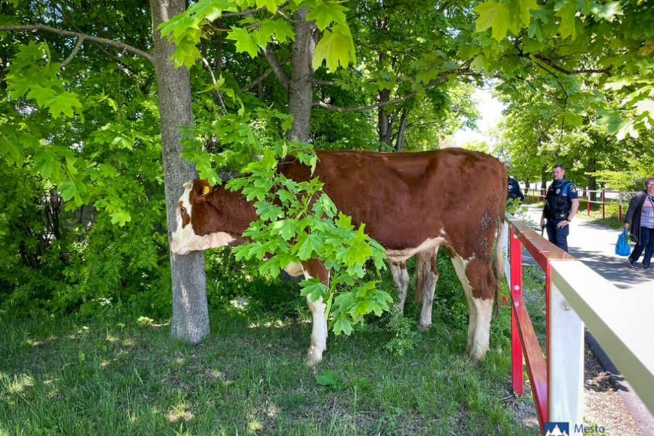 Poriadne si pretrite oči a uvidíte ich tiež: Kravy v uliciach Popradu!