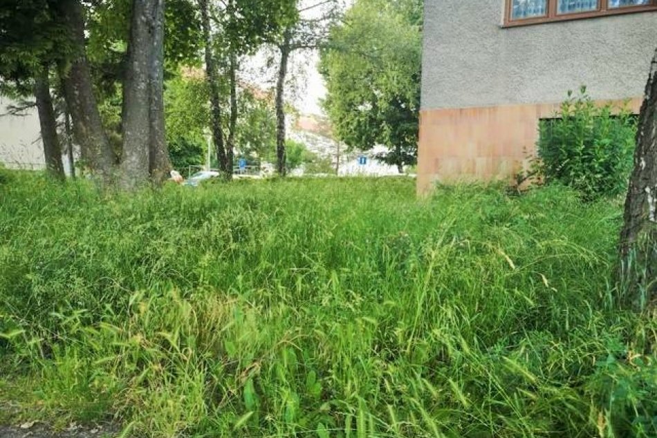 Objektívom: Stav zarastených sídlisk v Prešove očami čitateľky