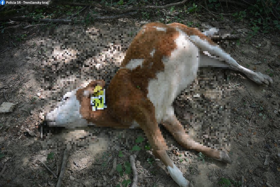 FOTO: Na lúkach v obci Bolešov uhynulo 67 kusov hovädzieho dobytka