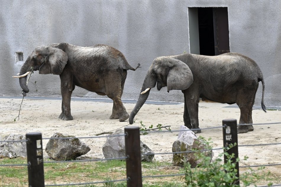 OBRAZOM: Jediné slony na Slovensku majú nový pavilón v bojnickej zoo