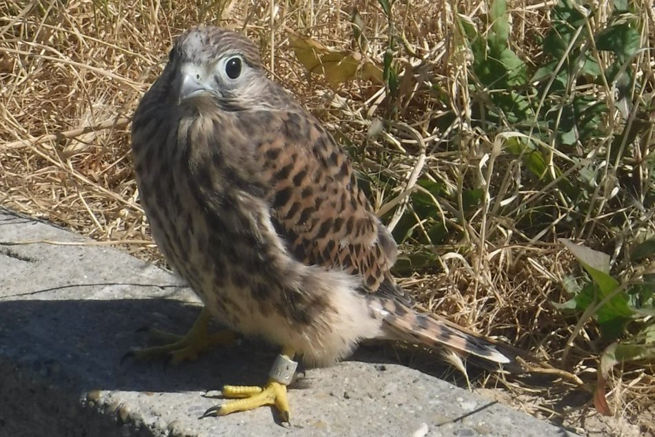 Mestská polícia zachránila mláďa sokola myšiara
