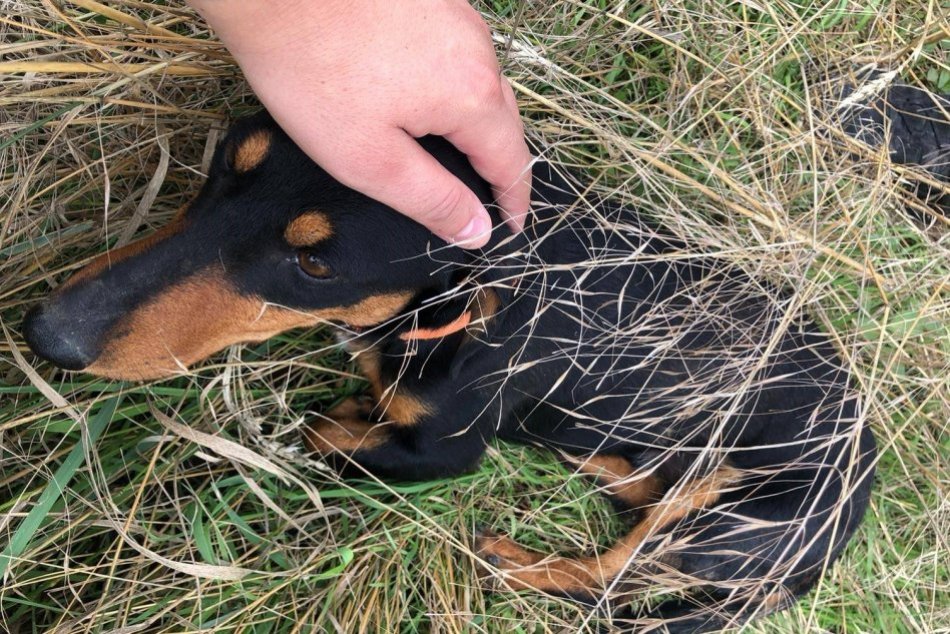 FOTO: Policajti z Partizánskeho zachránili strateného a zraneného psíka