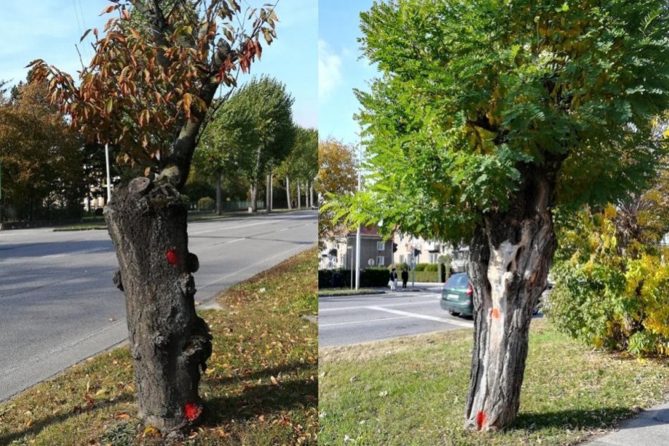 OBRAZOM: Choré a poškodené stromy nahradí nová výsadba