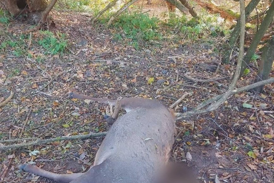 Pri obci Slaská našli jeleňa s odrezanou hlavou
