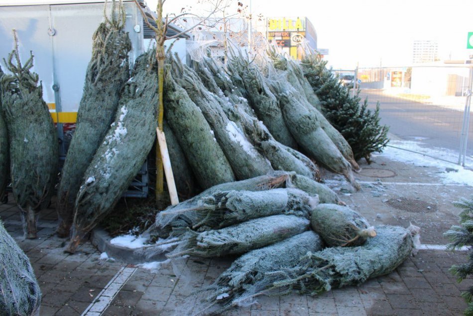 V OBRAZOCH: V Bystrici nakúpite vianočné stromčeky už za pár eur
