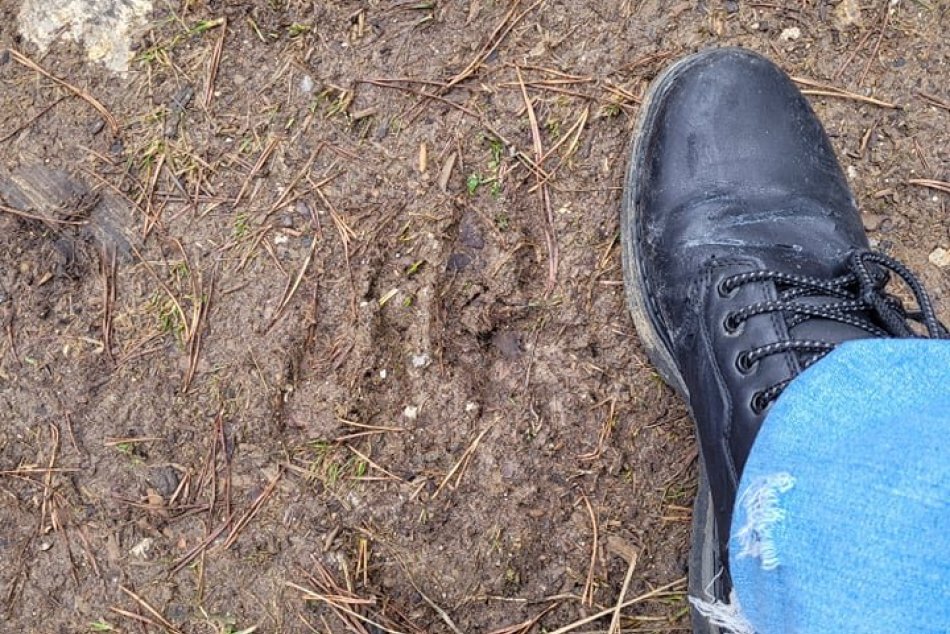 Medvedie stopy na Skýcove