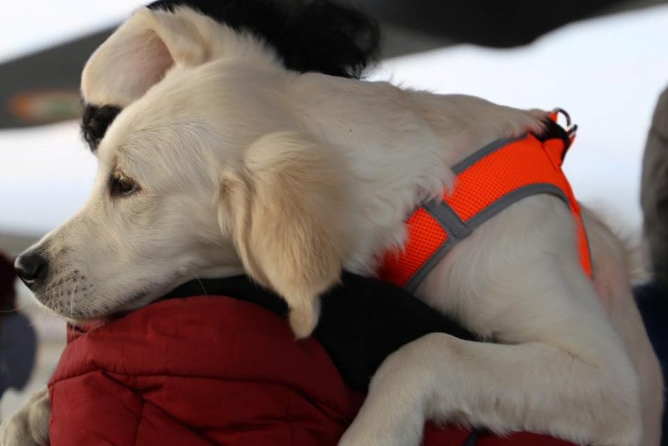 Zachránený psík z Ukrajiny