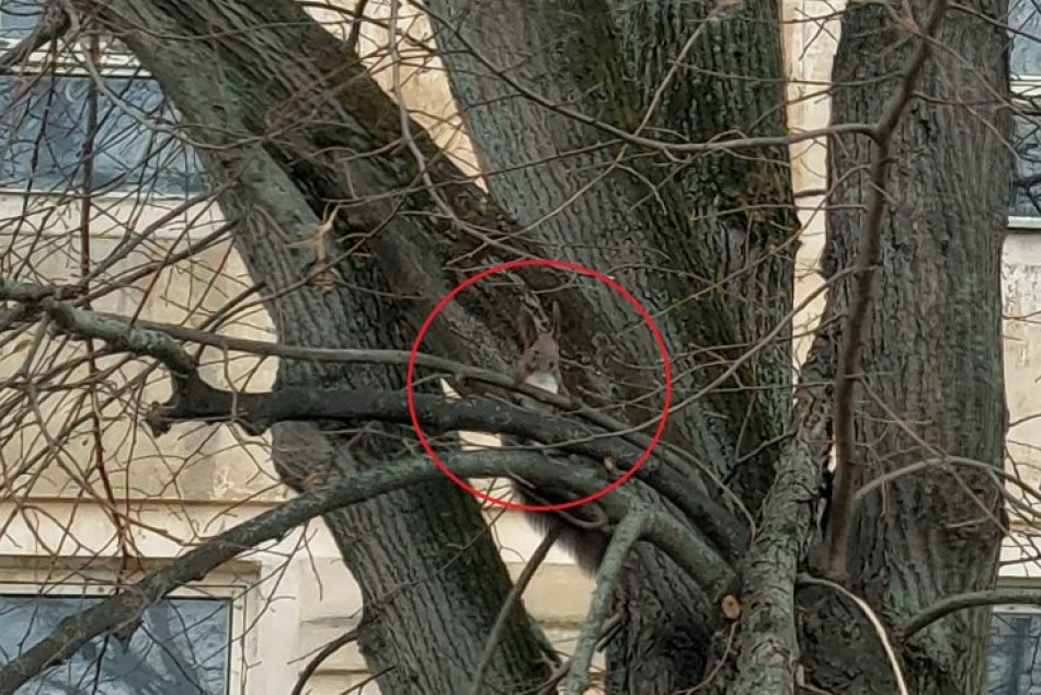 Objektívom: Skrytá veverička v korunách stromu