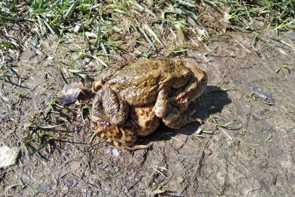 V OBRAZOCH: Páriky žiab si to rozdali pod Šachtičkami