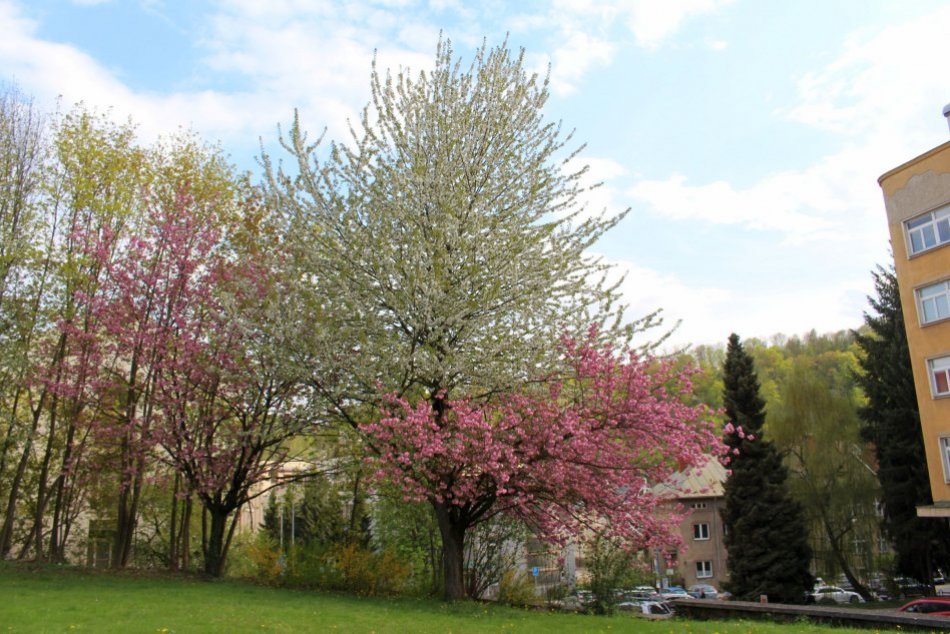 V OBRAZOCH: V centre Bystrice rozkvitla dvojfarebná čerešňa